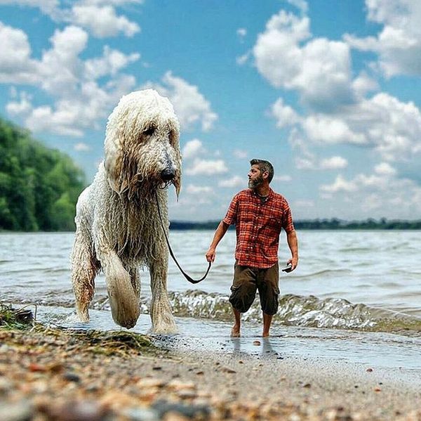 Невероятные приключения американского фотографа и его «собаки-великана» (25 фото)