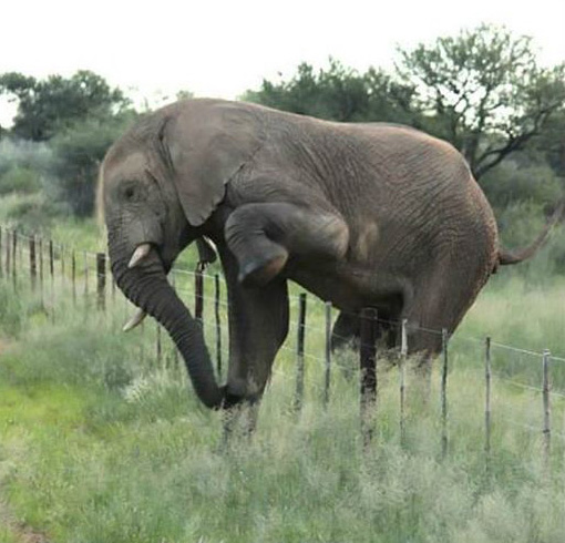 Самый аккуратный слон на свете (4 фото)