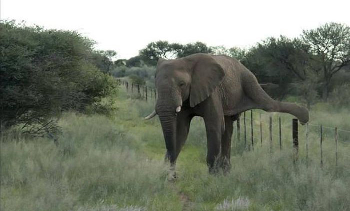 Самый аккуратный слон на свете (4 фото)