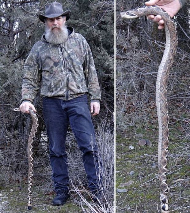 Невероятно реалистичные трости в виде змей (9 фото)