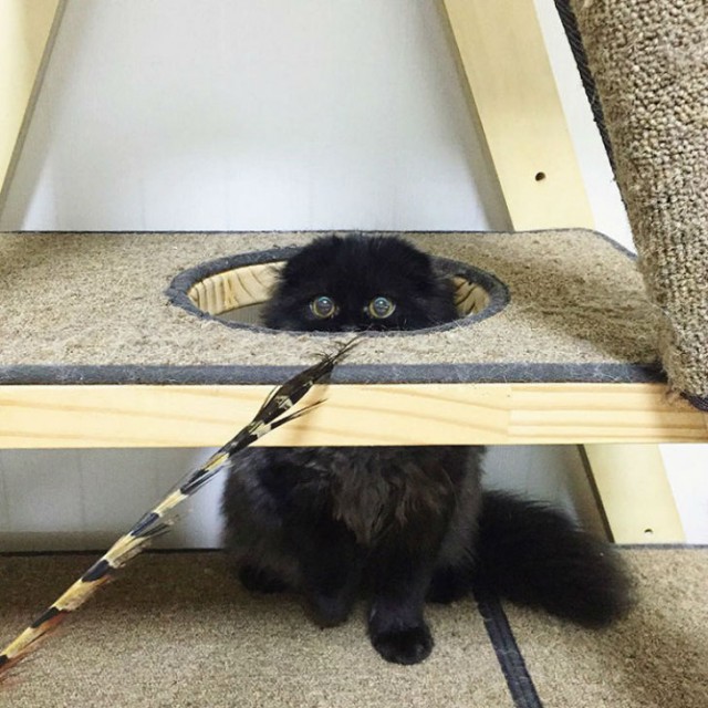 Вечно удивленный кот по кличке Гимо (15 фото)