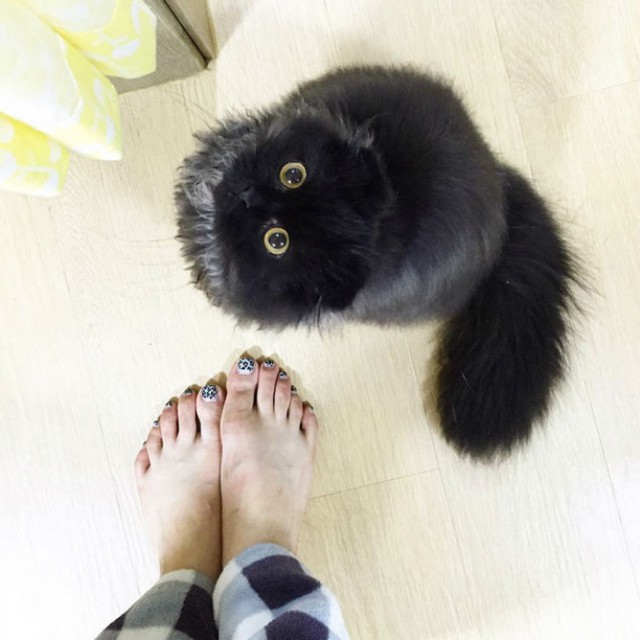 Вечно удивленный кот по кличке Гимо (15 фото)