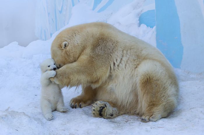 В Новосибирском зоопарке медведица Герда впервые вывела из берлоги своего детеныша (4 фото + видео)