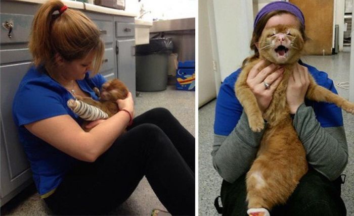 Кот стал ухаживать за другими животными ветеринарной больницы (11 фото)
