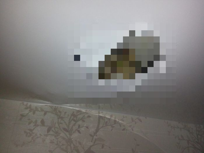 Кошка сделала себе «нору» в потолке (2 фото)