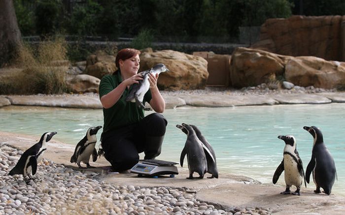 Пингвины, которые очень любят взвешиваться (5 фото)