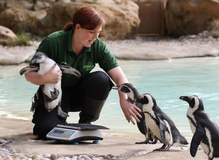 Пингвины, которые очень любят взвешиваться (5 фото)