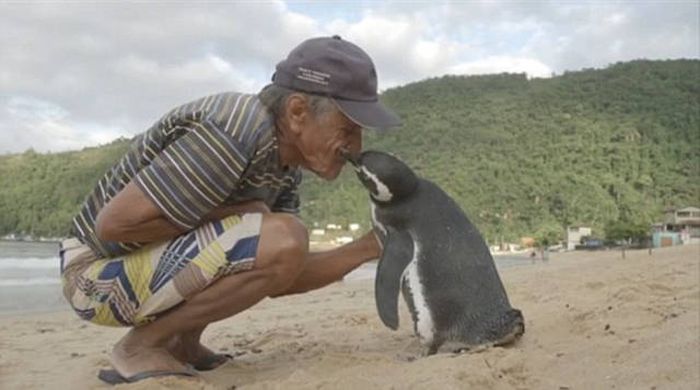 Пингвин ежегодно проплывает более 8000 км, чтобы встретиться со своим спасителем (5 фото)