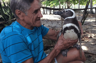 Пингвин ежегодно проплывает более 8000 км, чтобы встретиться со своим спасителем (5 фото)