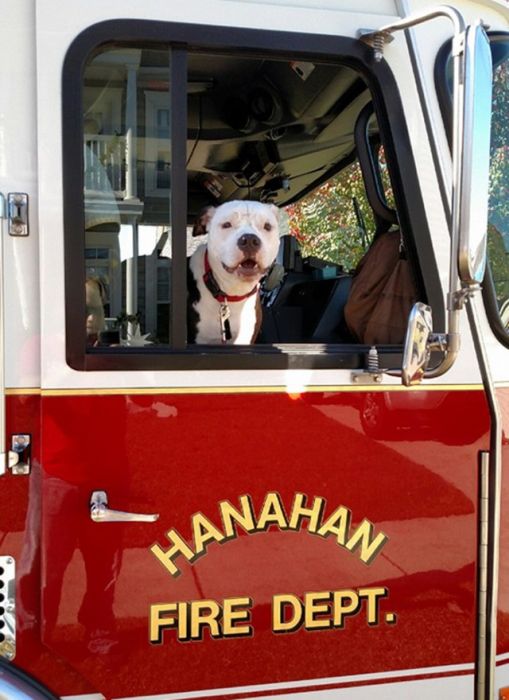 Как спасенный на пожаре щенок стал пожарным (12 фото)