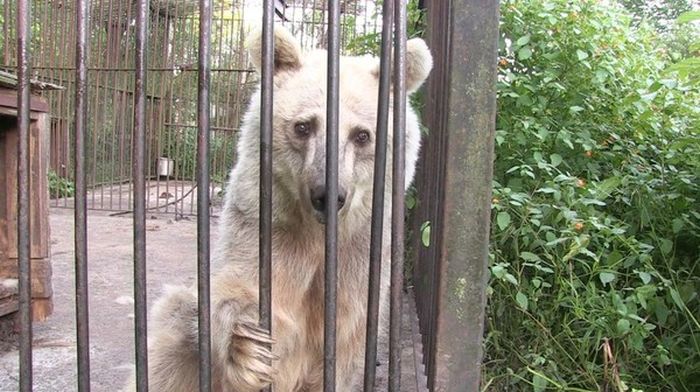 Медведица ждала своего спасения на протяжении 30 лет (11 фото)