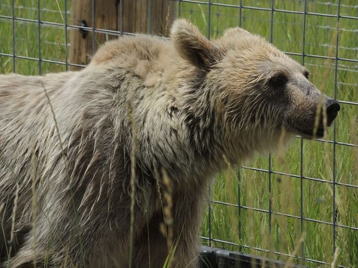 Медведица ждала своего спасения на протяжении 30 лет (11 фото)