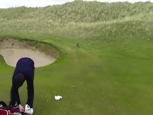Лиса попыталась стащить бумажник у игрока в гольф