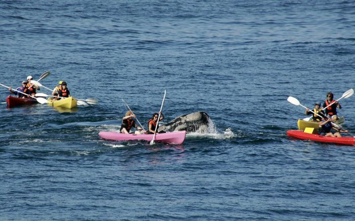 Туристы прокатились на спине кита (4 фото)
