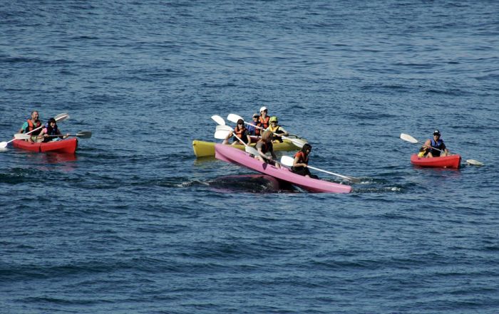 Туристы прокатились на спине кита (4 фото)