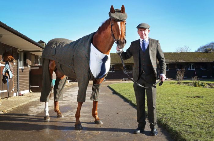 В Великобритании представили первый в мире костюм-тройку для лошади (5 фото)
