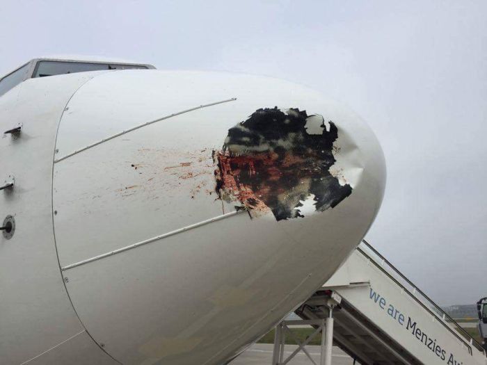 Последствия столкновения самолета со стаей птиц (4 фото)
