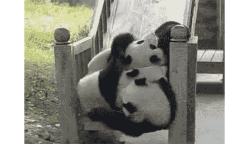 Забавные и неуклюжие панды (15 гифок)