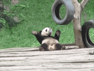 Забавные и неуклюжие панды (15 гифок)