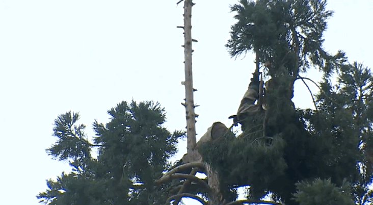 Странный американец залез на дерево (4 фото)