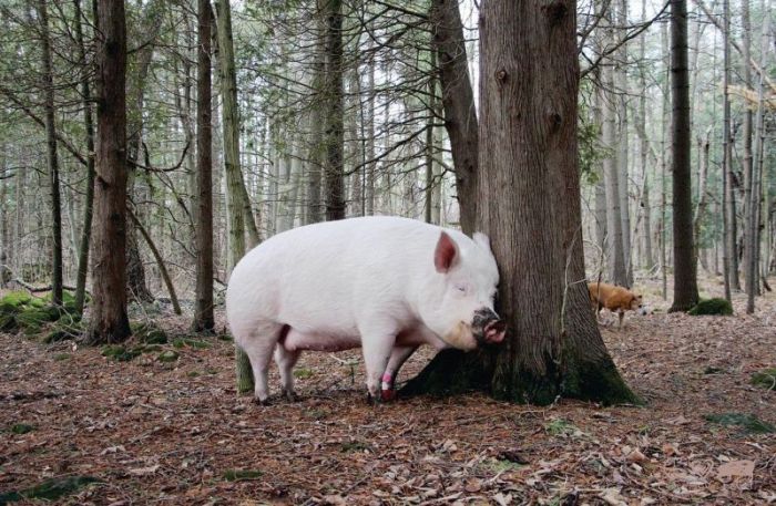 Мини-поросенок вырос в огромную свинью (20 фото)