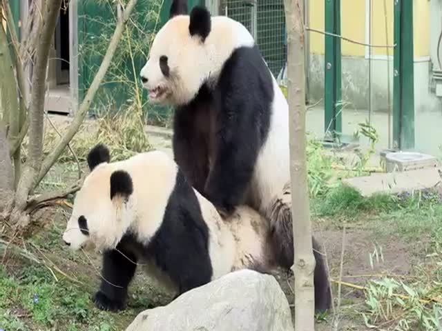 Панда избила партнера после спаривания