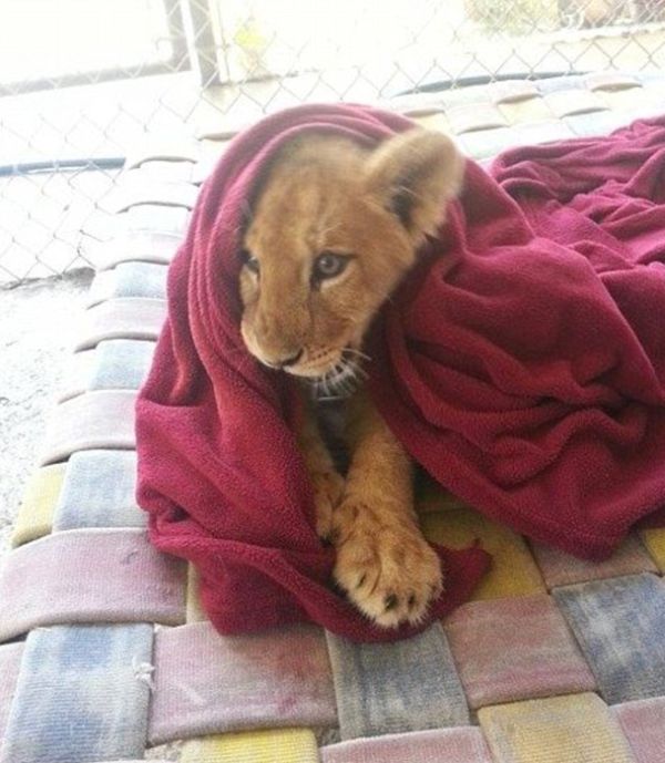 Лев, который не может уснуть без одеяла (7 фото)