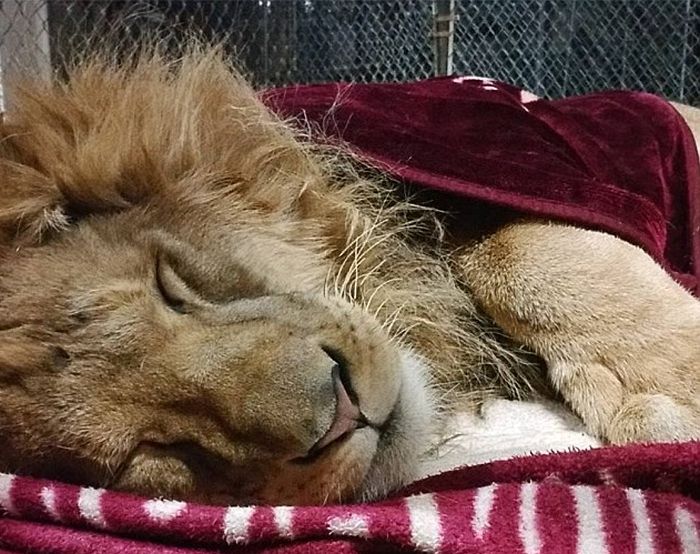 Лев, который не может уснуть без одеяла (7 фото)