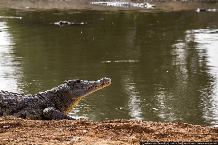 Заброшенный крокодилий питомник в Израиле (20 фото)