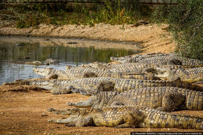 Заброшенный крокодилий питомник в Израиле (20 фото)