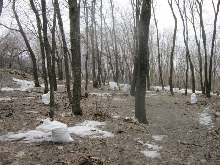 В лесопарковой зоне Саратова деревья обсыпали солью (5 фото)