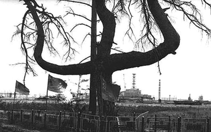 Дерево смерти в зоне отчуждения Чернобыльской АЭС (3 фото)