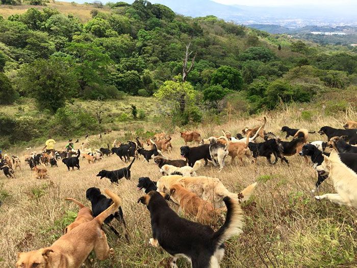 Собачий рай в Коста-Рике (10 фото)