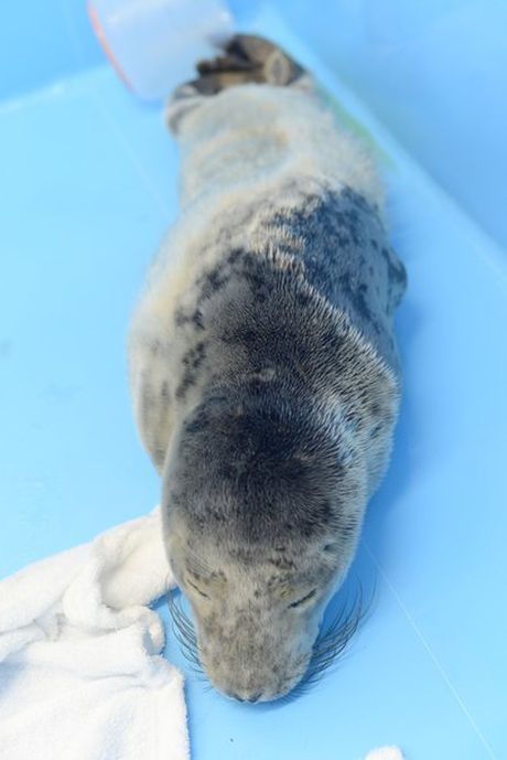 Лейтенант петербургской полиции спас маленького тюлененка (2 фото)