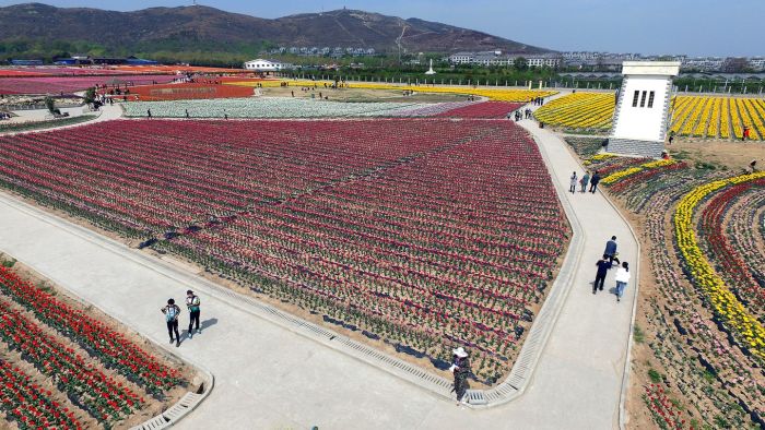 В Китае расцвели тюльпаны (16 фото)