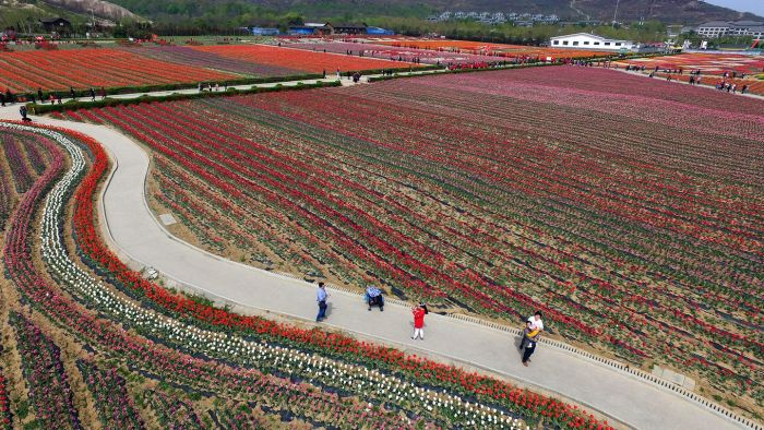 В Китае расцвели тюльпаны (16 фото)