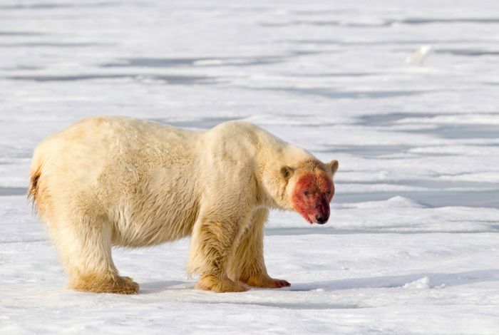 Белый медведь после еды (5 фото)