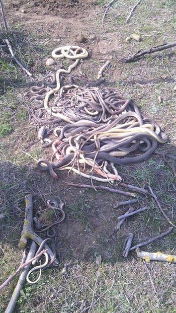 В Дагестане пенсионерка убила 80 змей, поселившихся на ее огороде (2 фото)