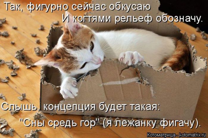 Лучшие котоматрицы недели (50 фото)