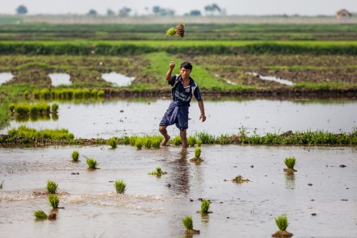 Выращивание овощей на озерах Мьянмы (32 фото)