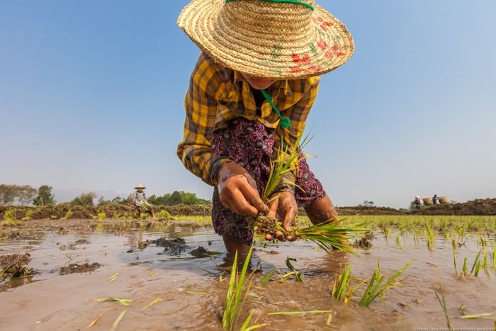 Выращивание овощей на озерах Мьянмы (32 фото)