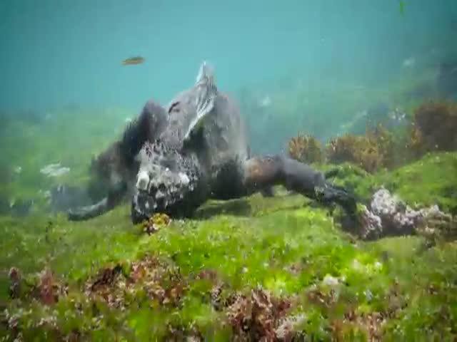 Огромная рептилия ищет пищу под водой