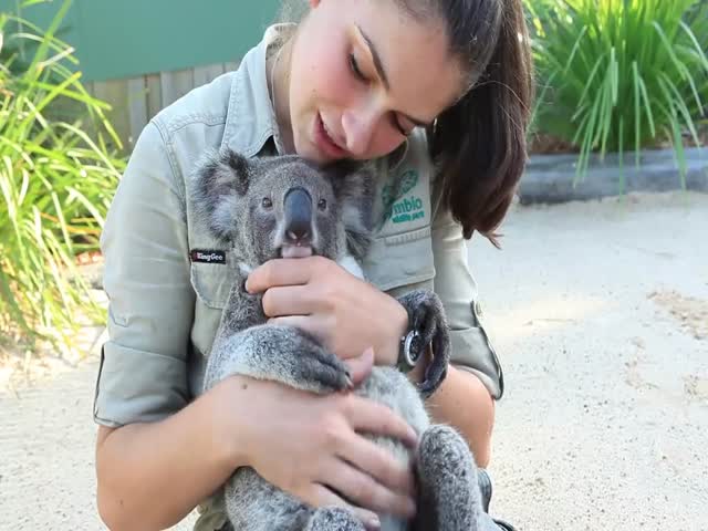 Милая коала играет и обнимается с девушкой