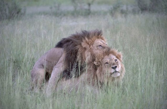 В Ботсване найдена пара львов-гомосексуалов (6 фото)