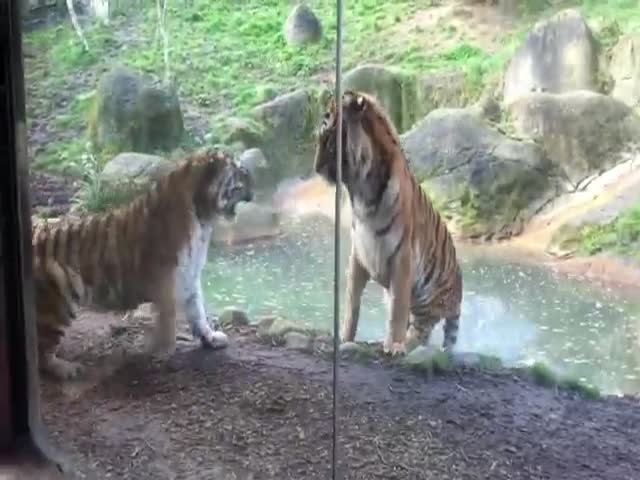 Злой разбуженный тигр