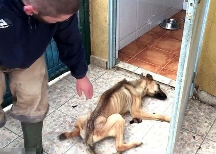 Невероятное преображение несчастной собаки (6 фото + видео)