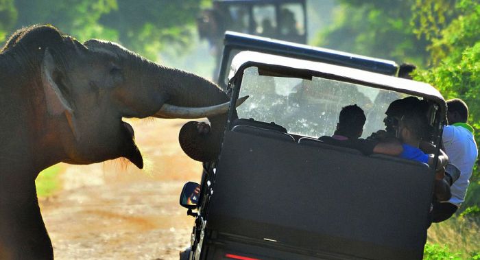Слон потребовал еду у туристов (8 фото)