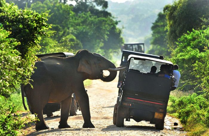 Слон потребовал еду у туристов (8 фото)