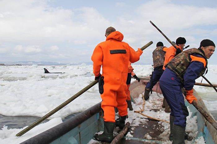 На Сахалине в Охотском море спасли зажатую во льдах косатку (5 фото + видео)