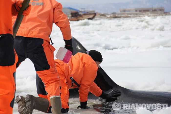 На Сахалине в Охотском море спасли зажатую во льдах косатку (5 фото + видео)